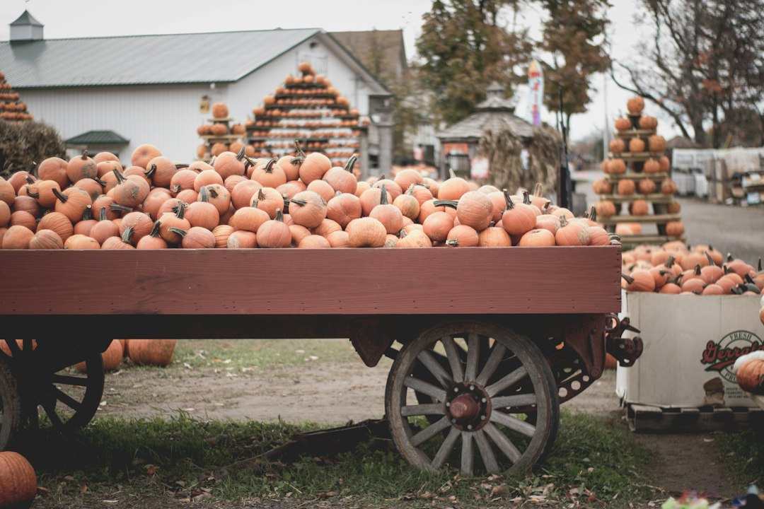 Orange Kürbisse auf einem Hof im Herbst
